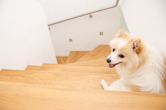 階段に座っている犬