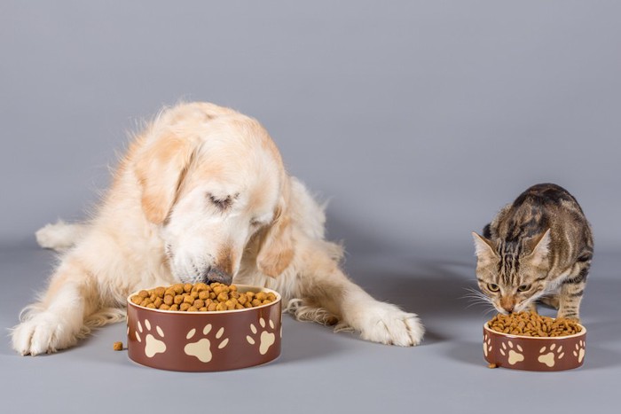 フードを食べる犬と猫