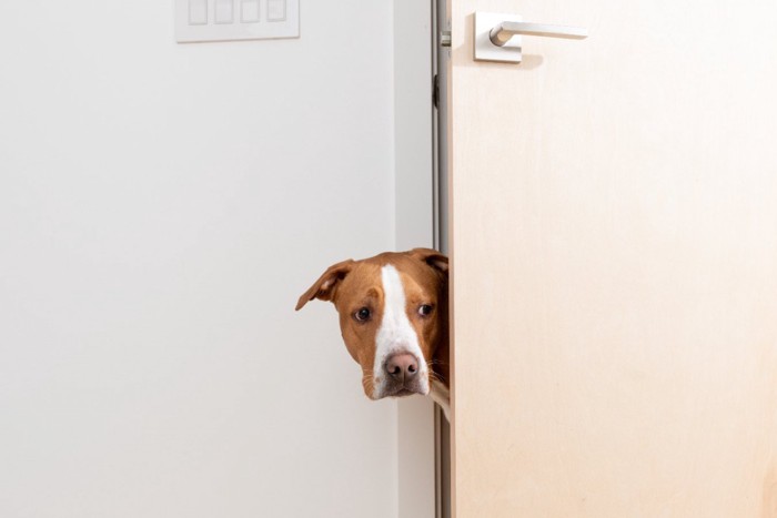 ドアから覗く犬