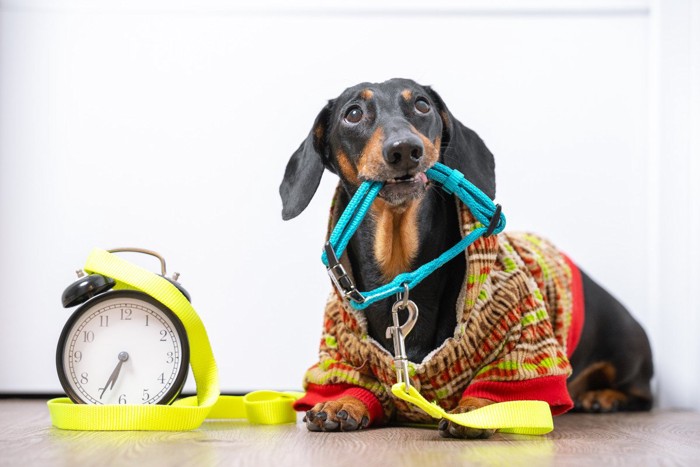 時計の隣でリードを咥えて見上げる犬