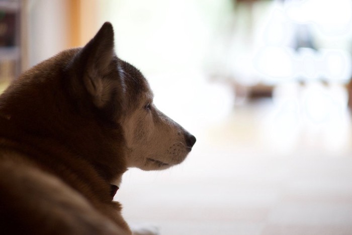 どこかを見つめる犬