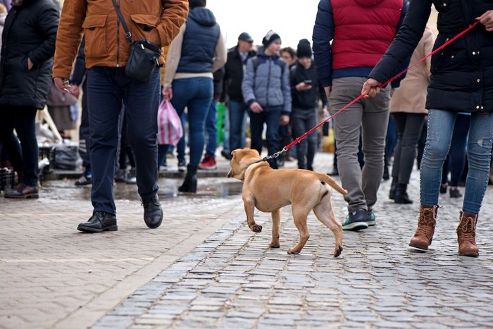 人の多い場所を飼い主さんと歩く犬の後ろ姿