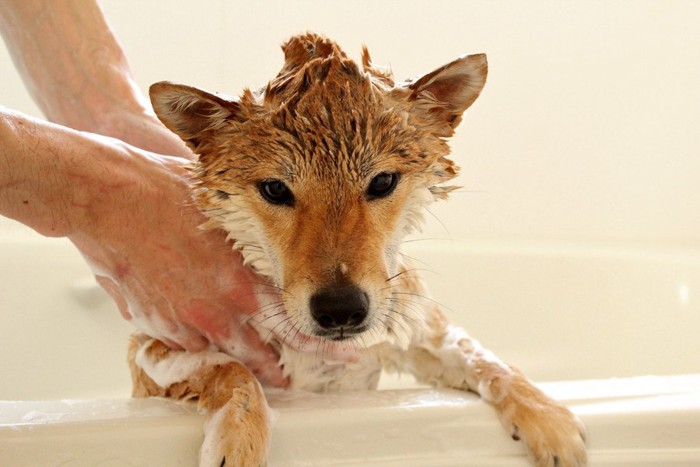 泡だらけの柴犬