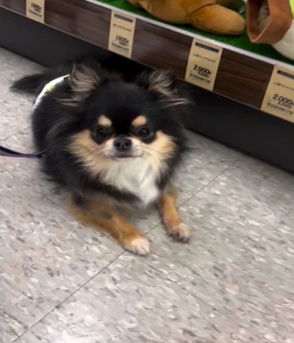 見つめる犬