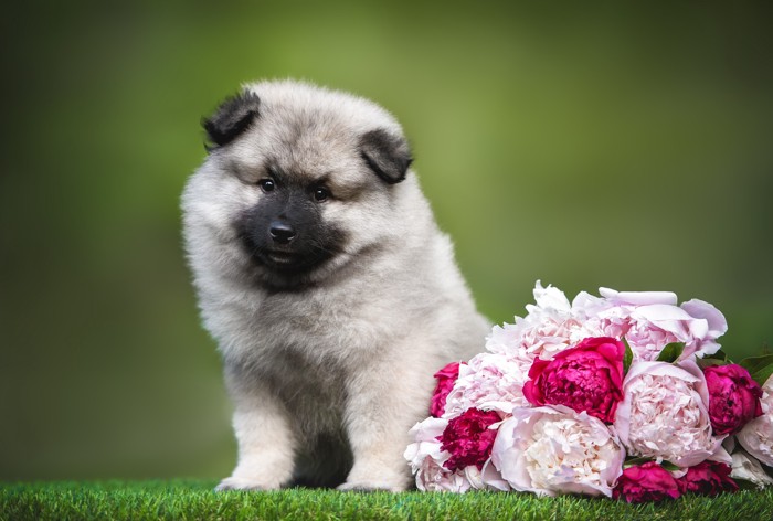 花束の隣に座るキースホンドの子犬