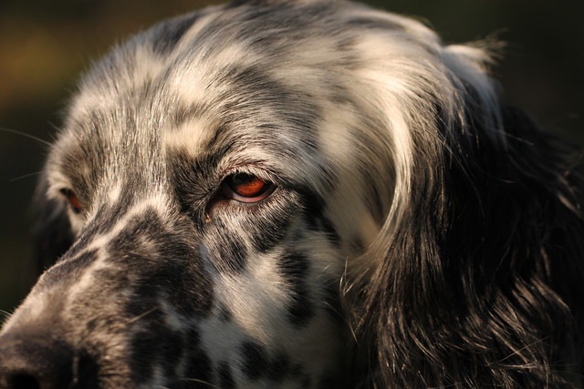 白黒ブチの犬