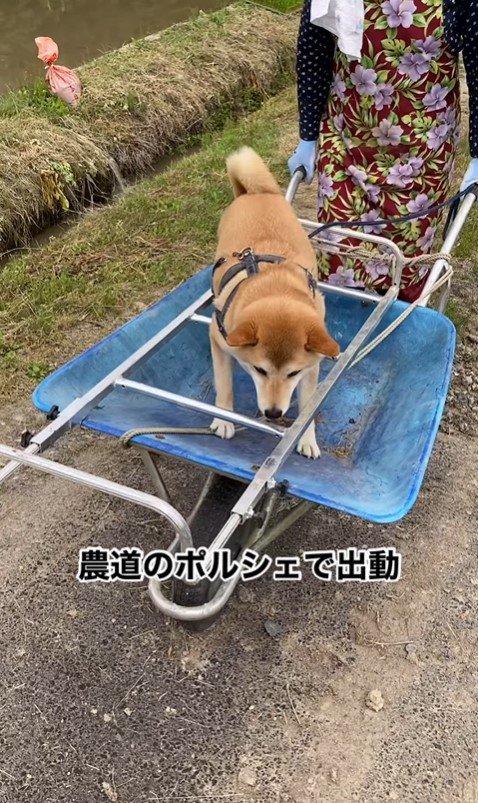 一輪車に乗るめごちゃん4