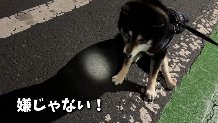 「もっとお散歩したい!」と拒否