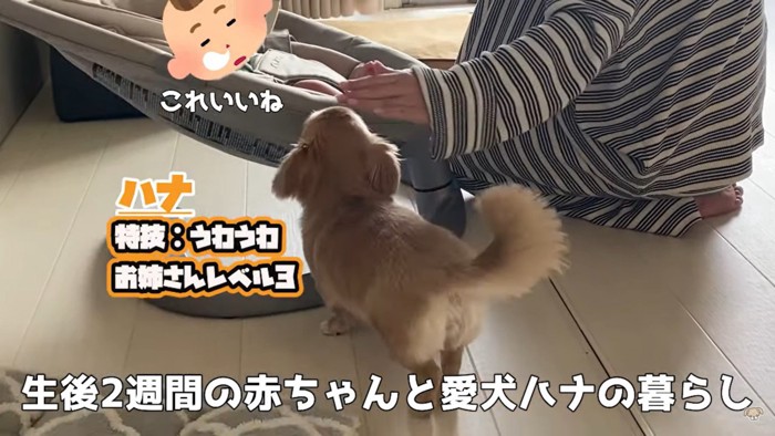 バウンサーに乗る赤ちゃんを見守るハナちゃん2