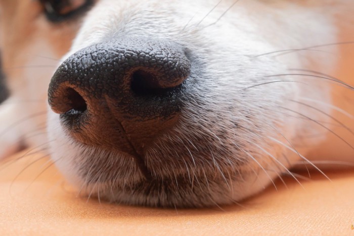 柴犬のマズルのアップ