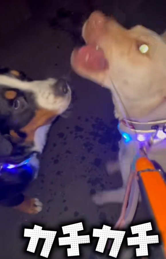 参戦するにく丸くん