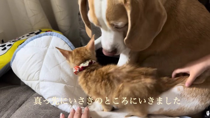 いさきちゃんに懐いた