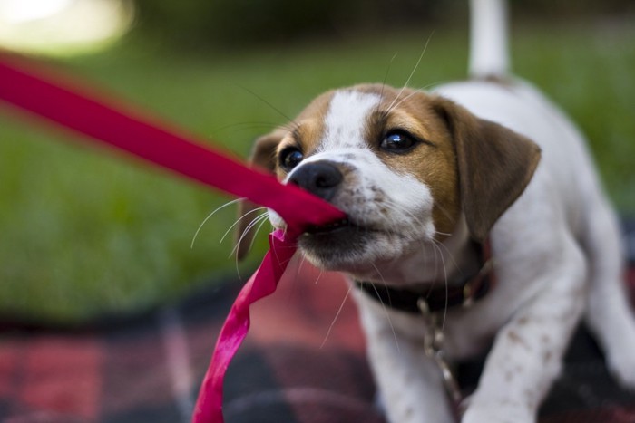 リボンを引っ張る犬