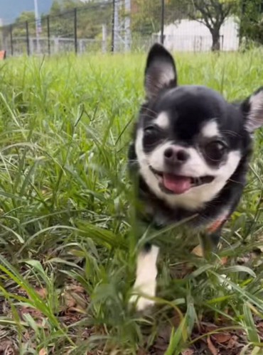 カメラの方へ向かって歩いてくる小さな犬