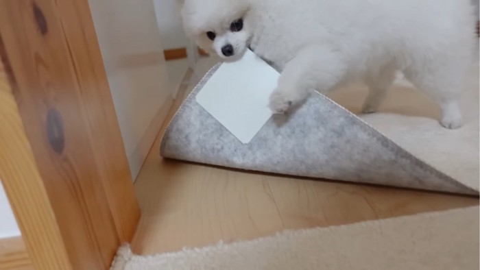 カーペットをかじる犬