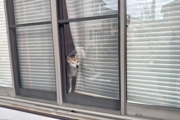 隙間から外を覗く柴犬