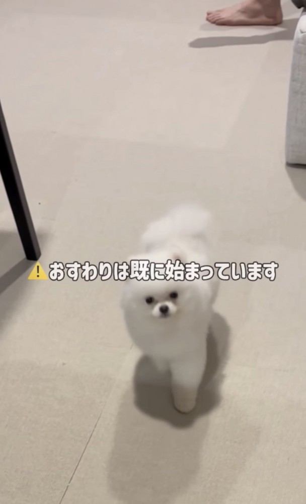 後退りしてしまう犬
