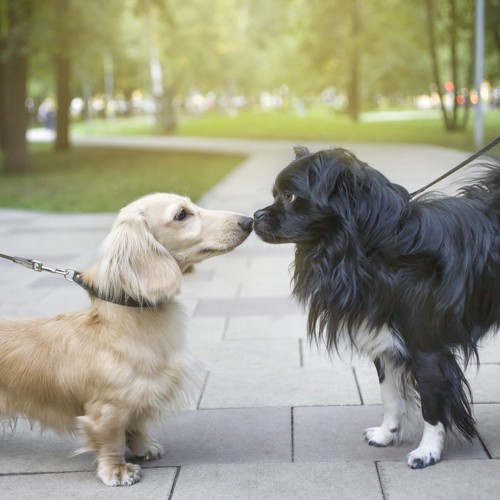 鼻であいさつする二匹の犬