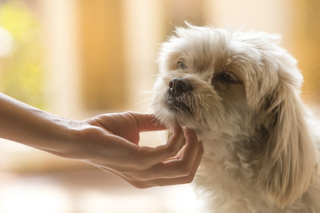 犬のアゴを撫でている人