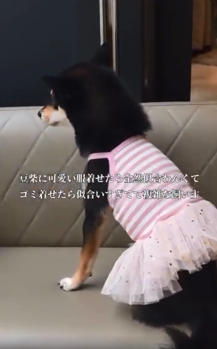 洋服を着たあんこちゃん