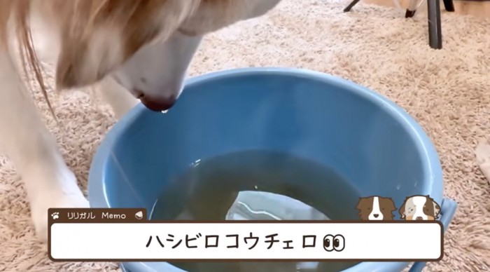 バケツの水で鼻を濡らしたオーストラリアン・シェパード