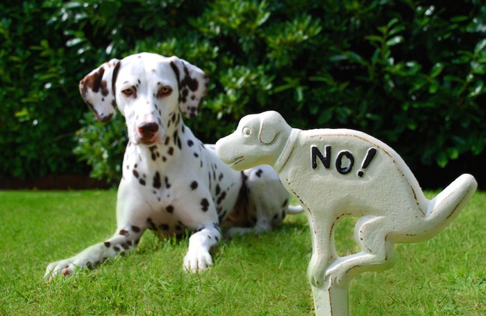 犬のウンチNOプレートとダルメシアン