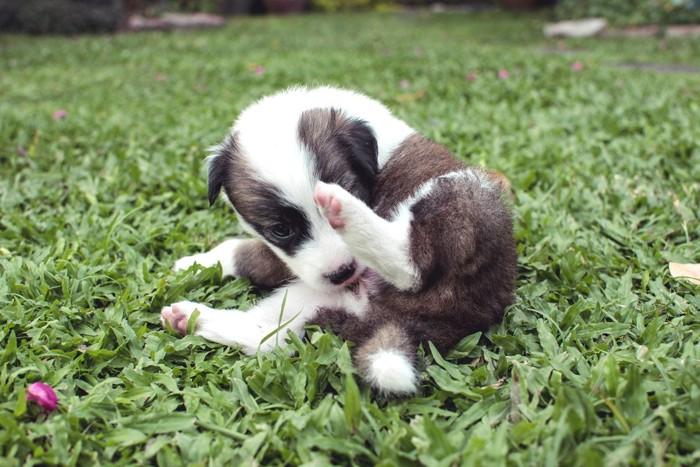 自分のお尻を舐める子犬