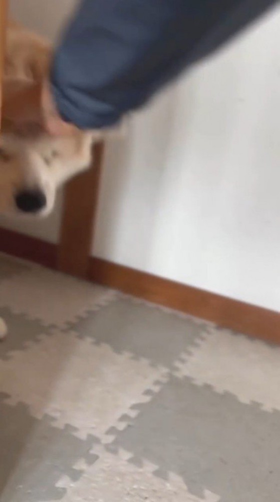 玄関先で飼い主に頭を撫でられる犬
