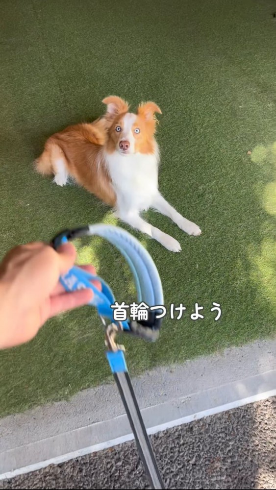 首輪を差し出す飼い主さん