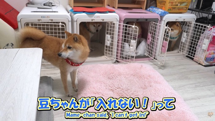 「入れない…」と豆じろうくんは困惑