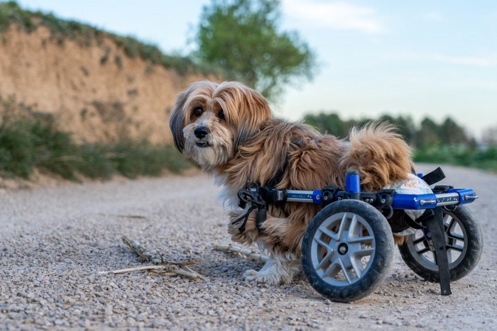 車いすの補助具をつけた犬