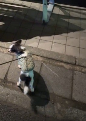 お散歩中に出会ったのは…