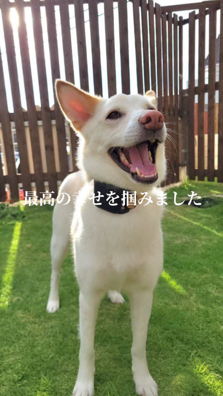 笑顔でカメラの前に立つ犬