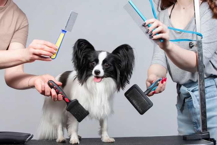 4種類の犬用ブラシに囲まれたパピヨン