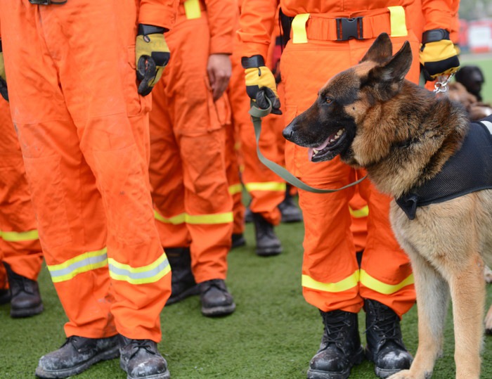 訓練中の災害救助犬