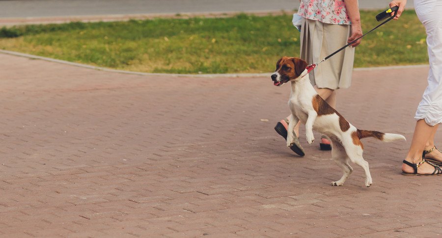 散歩中に吠える犬