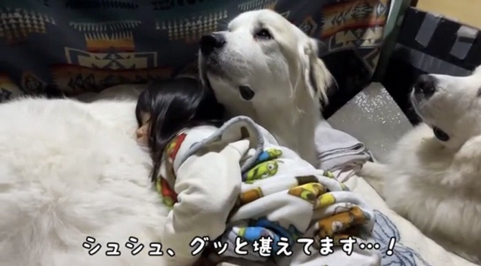 動かず耐える犬