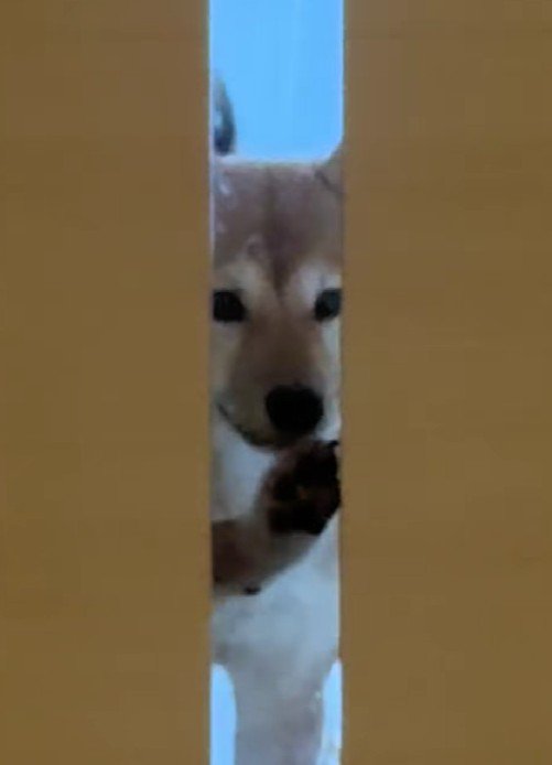 前足でカリカリしてアピール