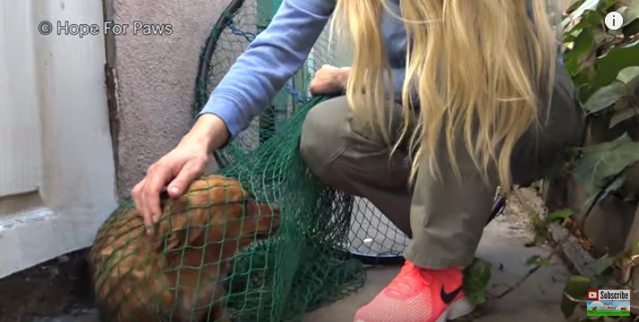 網の上から犬をなでる