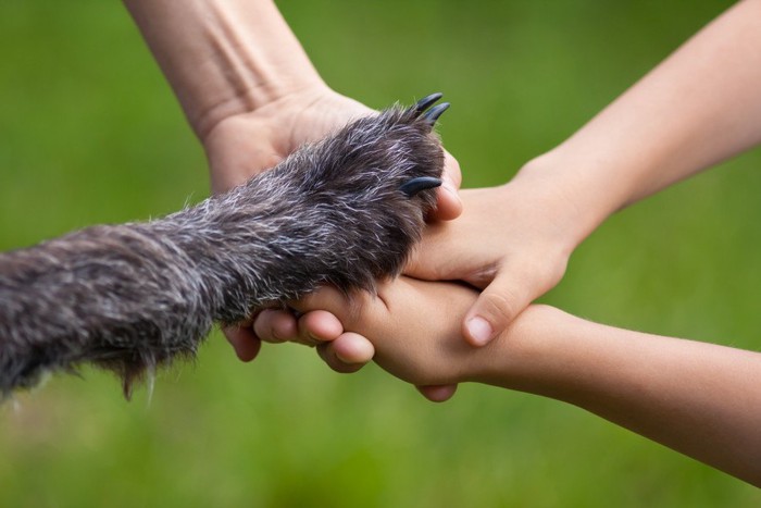 手を重ねる人と犬