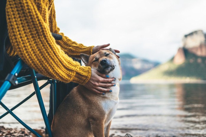 女性に撫でられる柴犬