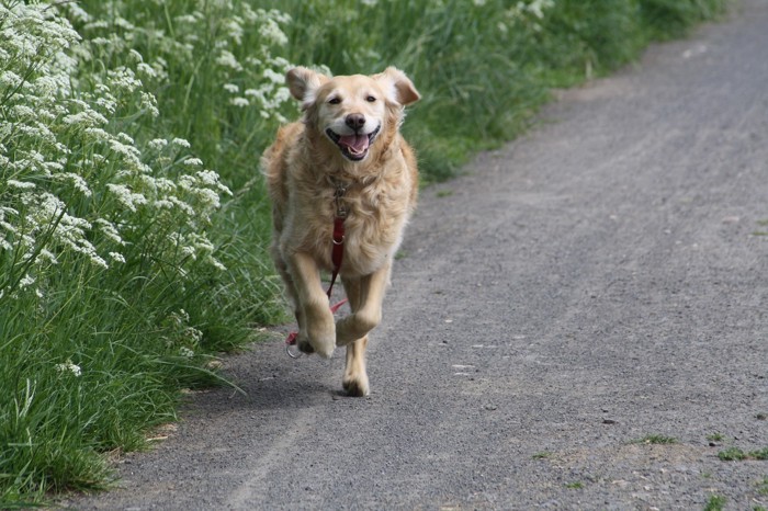 走る犬