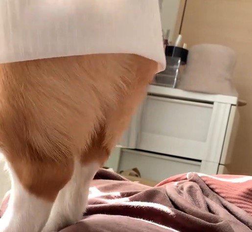 後ろ足で立ち上がって窓の外を眺める犬