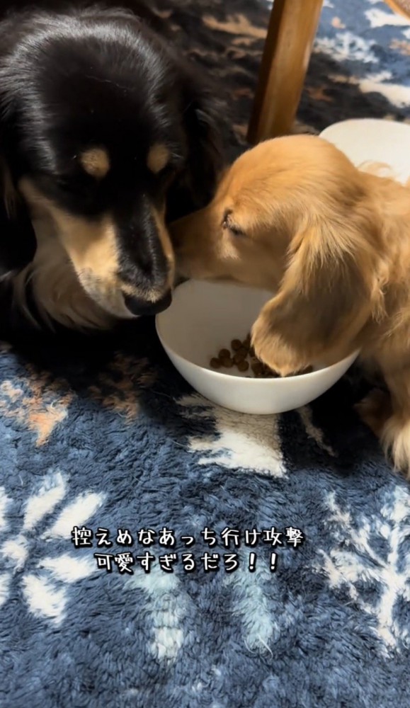 黒い犬に顔を近づける茶色い犬