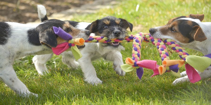 おもちゃを奪い合う3頭の犬