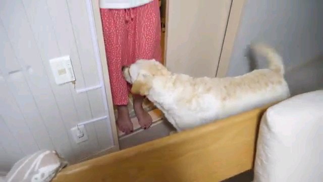 女性の足元と犬