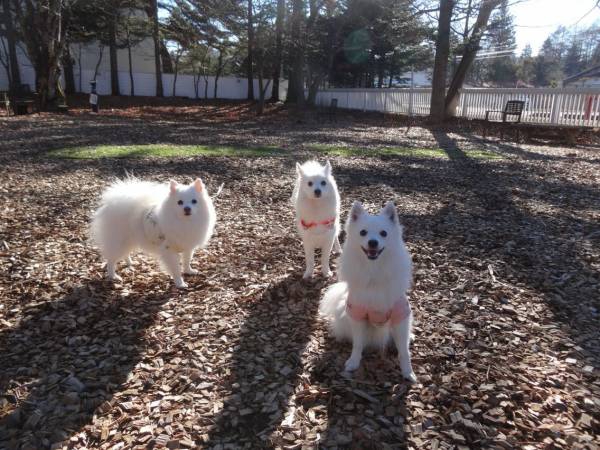 ドックランの中の犬