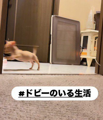 毎日が賑やかです
