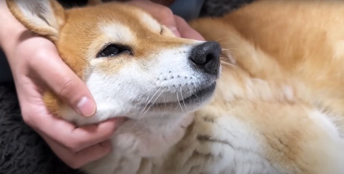 飼い主の膝にもたれかかってリラックスしている柴犬