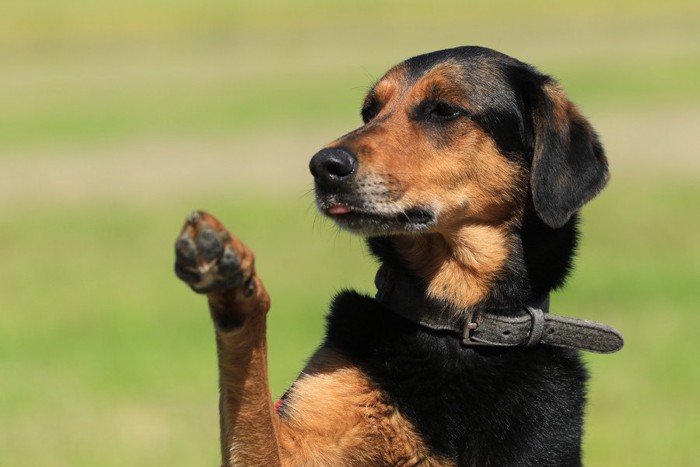 片手を上げる犬